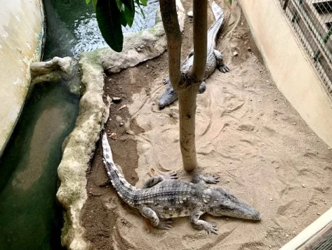 草津熱帯圏で展示されているワニ